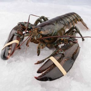 Homard cuit (1 unité) - Commande spéciale