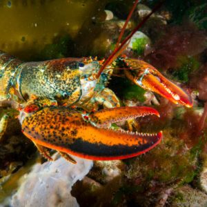 Homard vivant (1 unité) - Commande spéciale